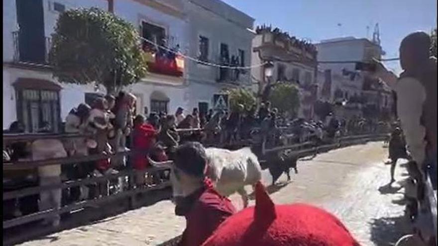 Vídeo | Encierros en La Puebla del Río por las fiestas de San Sebastián