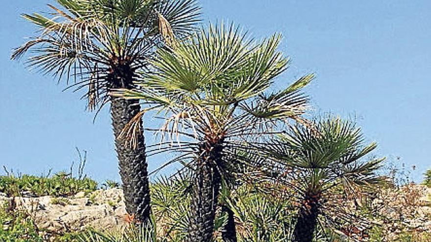 Plantas y árboles de ribera, cortafuegos naturales - Información