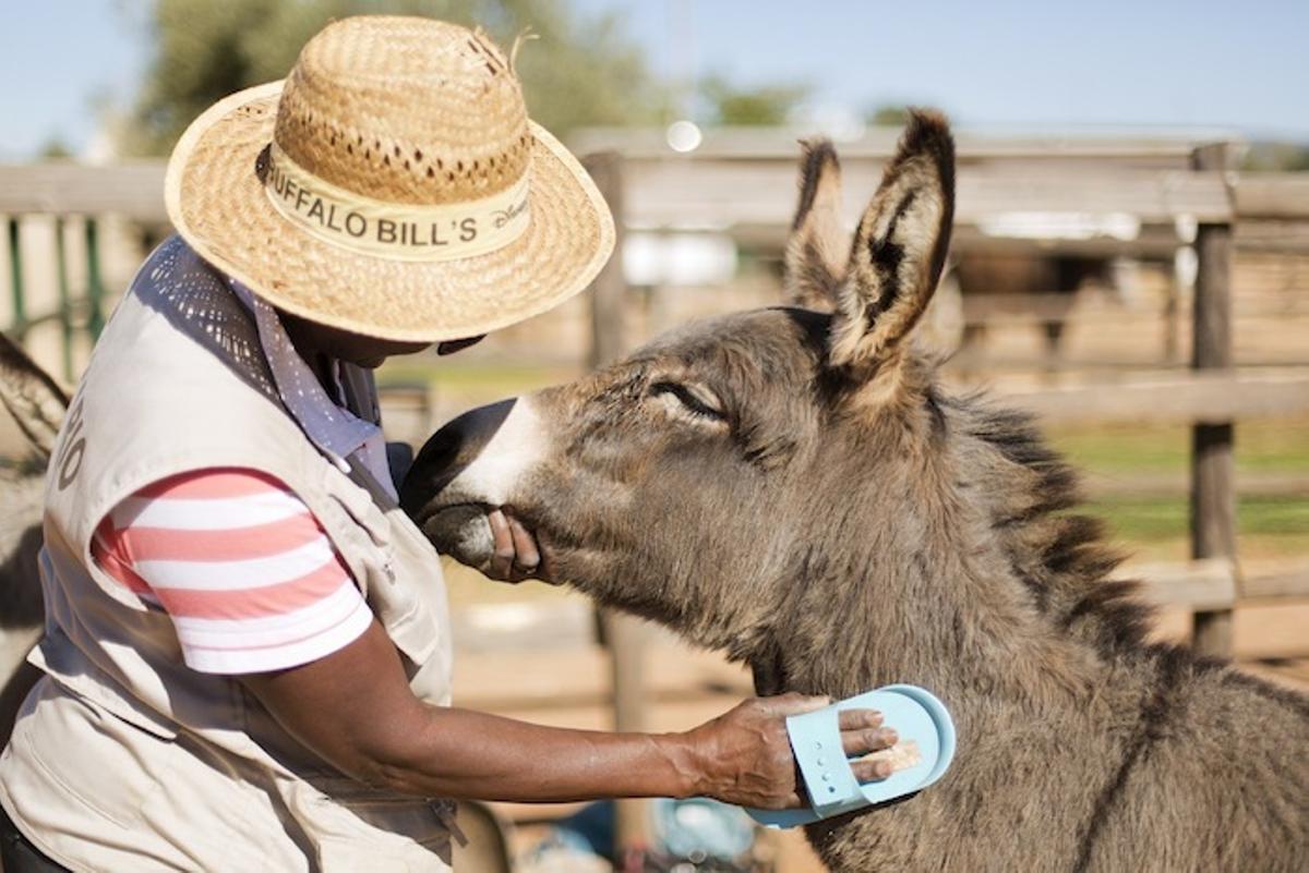 Un refugio para Platero