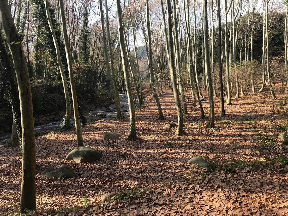 Una imatge de la riera d'Arbúcies.