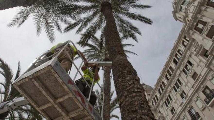 Los técnicos sometieron ayer a las pruebas de sonido y resistencia a una de las palmeras de la Explanada.