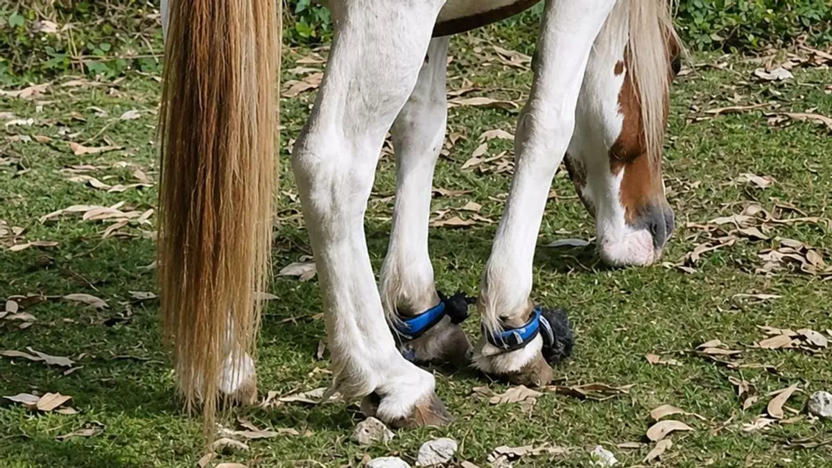 Localizan en el monte Xaxán de Moaña a dos caballos con las patas atadas y una cría