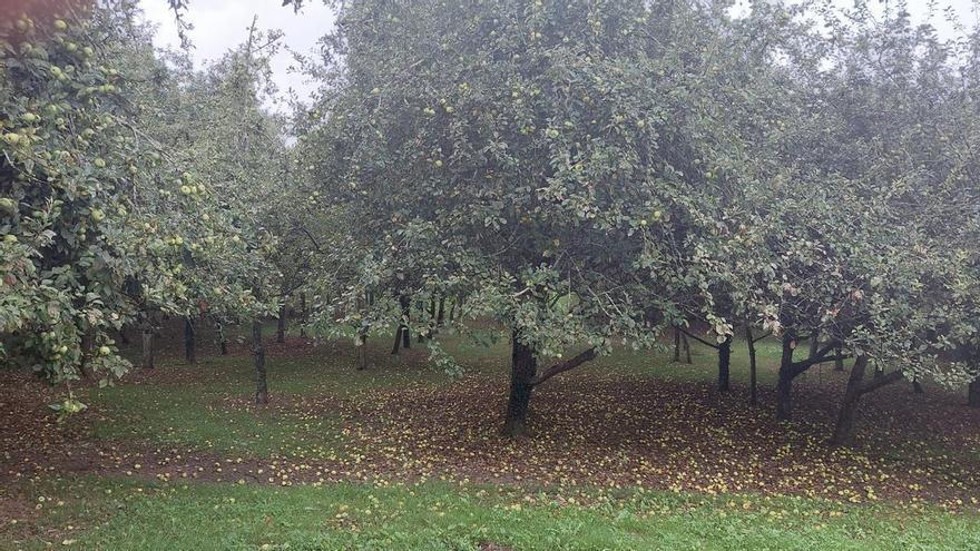 Los llagares adelantan la mayanza del fruto para no perder más manzana a causa de la sequía