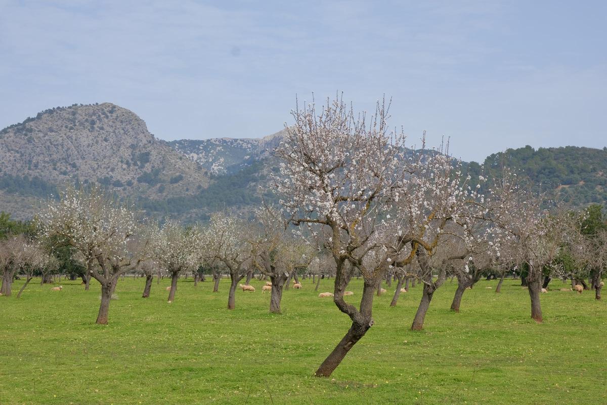 Las fotos de la tardía floración de los almendros en Mallorca Las fotos de la tardía floración de los almendros en Mallorca