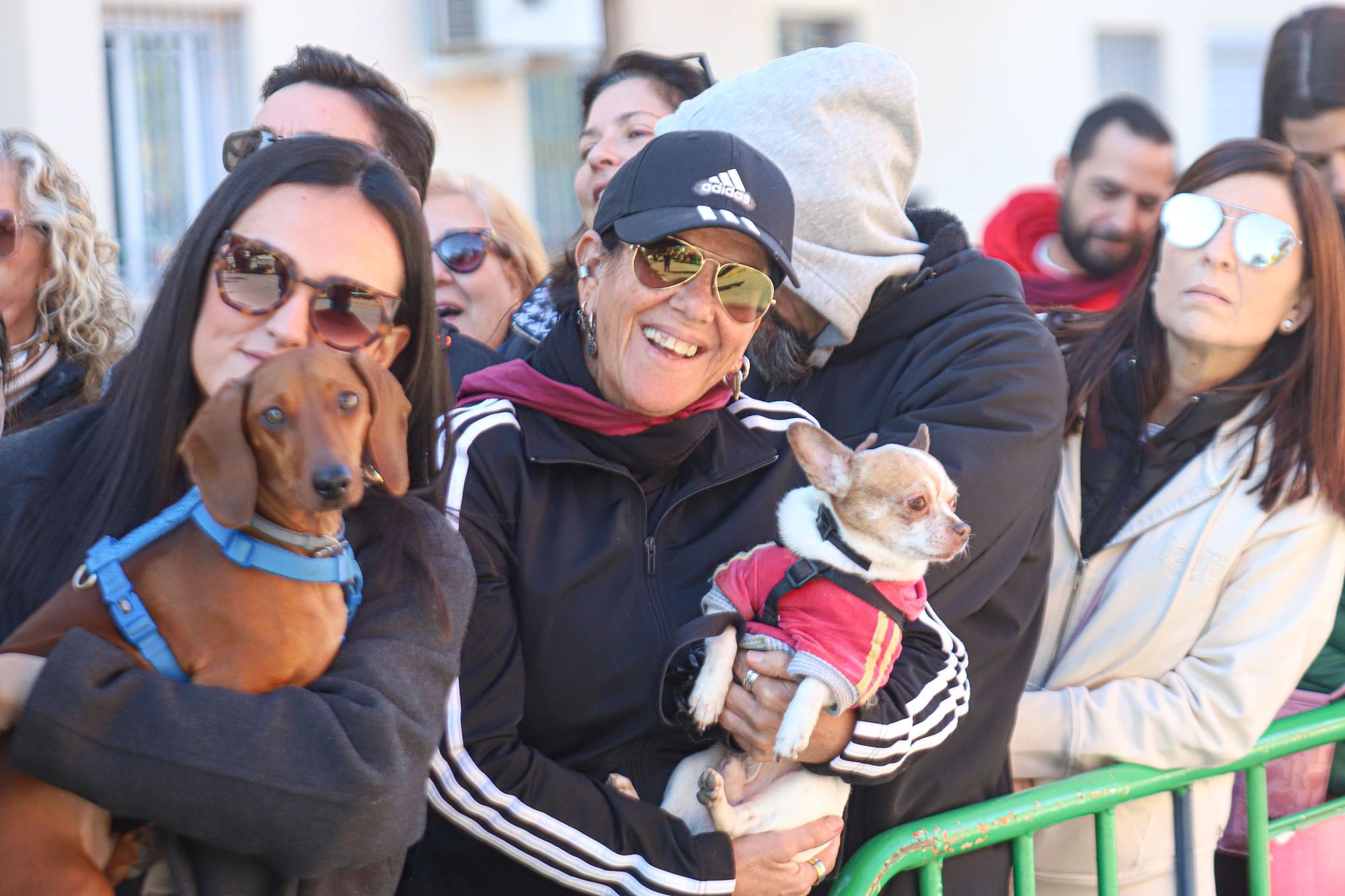 Romería y Bendición de animales en San Antón de Elche