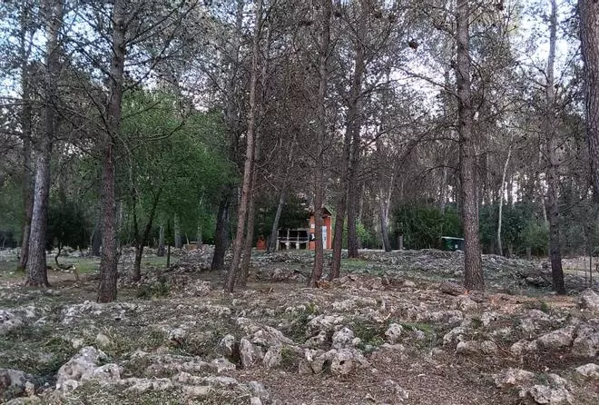 Villalonga anima a propietarios de parcelas rústicas a limpiarlas a coste cero con la venta de la madera