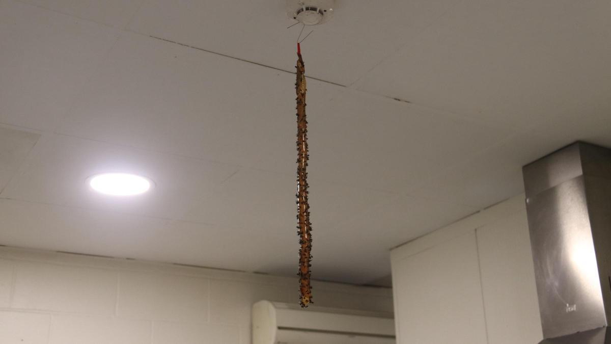 Una trampa adhesiva plena de mosques que penja d'una cuina a Hostalric.