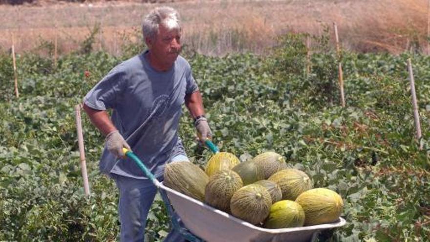 Un trabajador recoge melones en una exportación agrícola de la Vega Baja