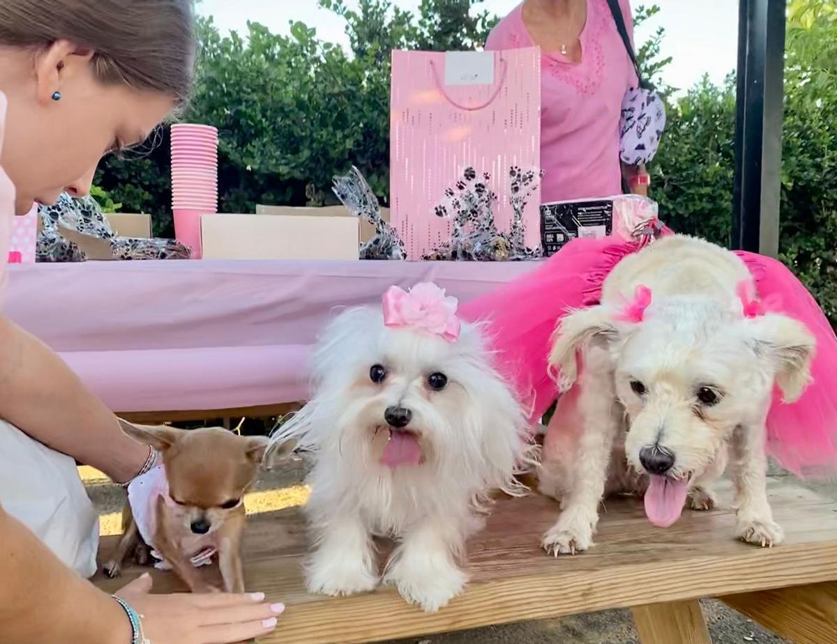 Imagen de los perros vestidos de rosa