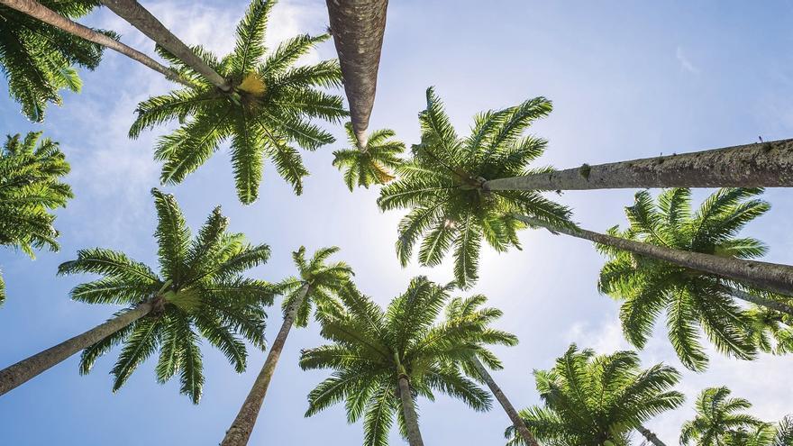 El Consistorio ordena el tratamiento de las palmeras de Costa Calma