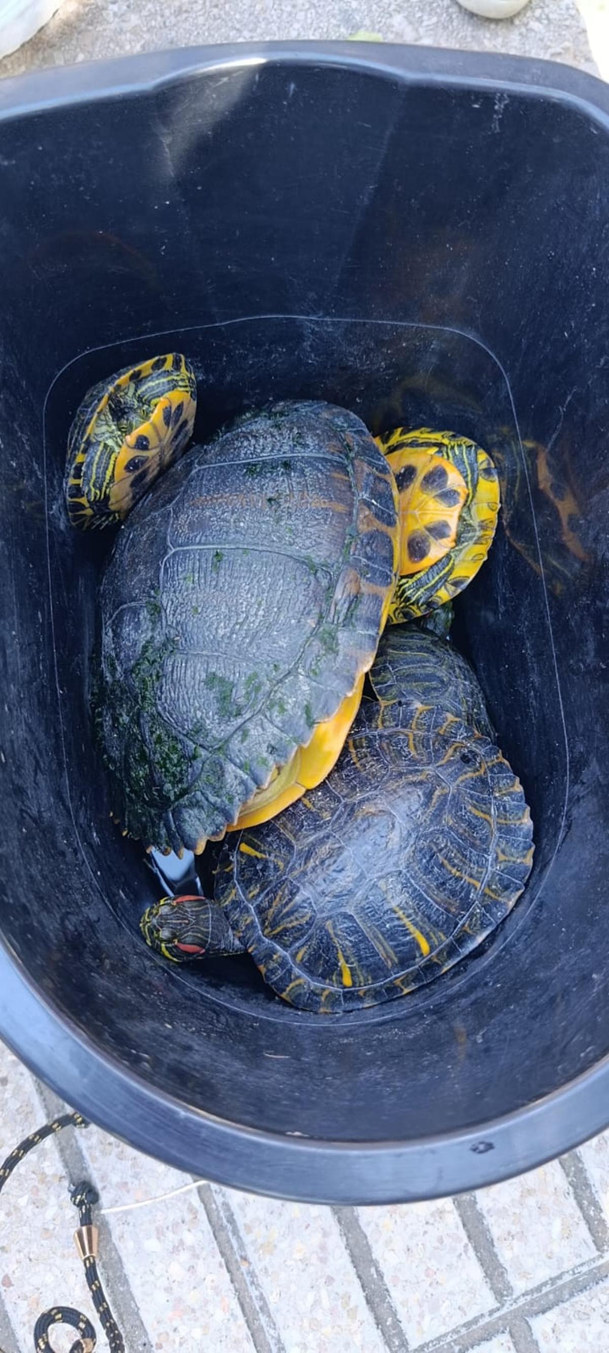 Ejemplares de tortuga exótica hallados en Alzira.