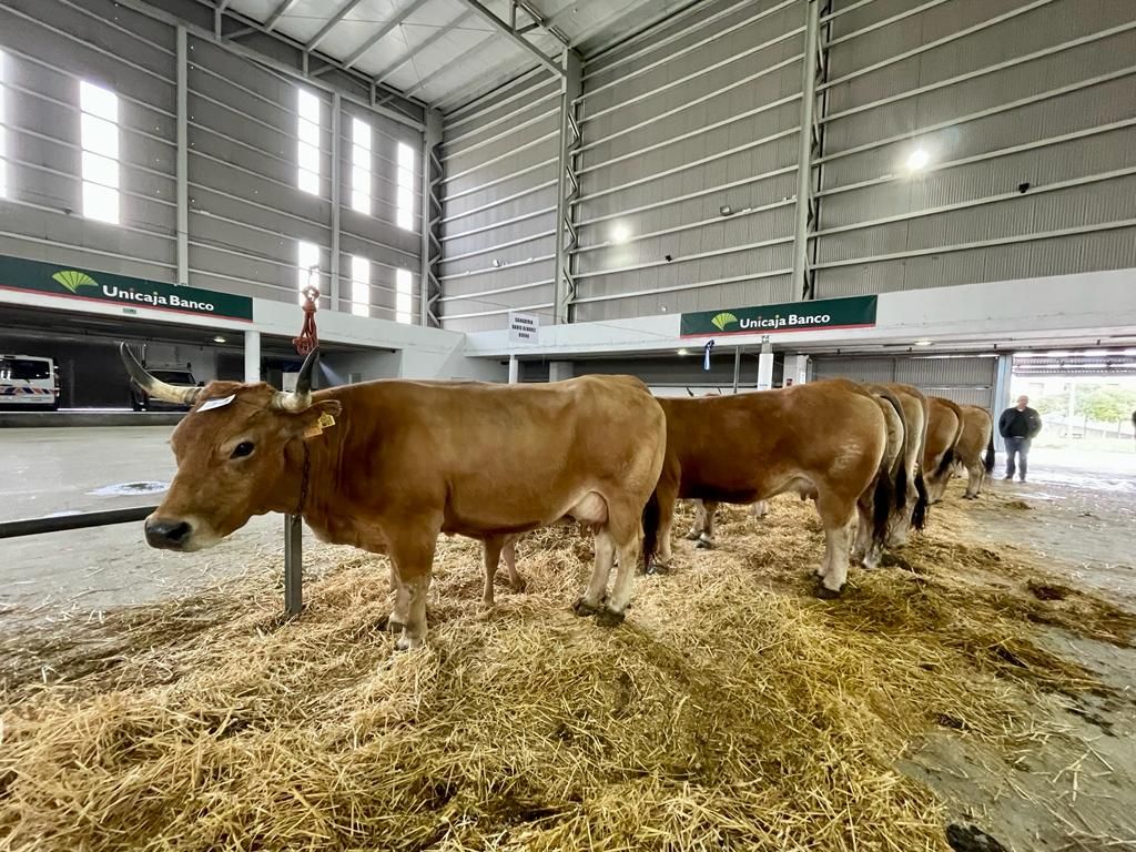 XVI Concurso Ganadero en Mieres.