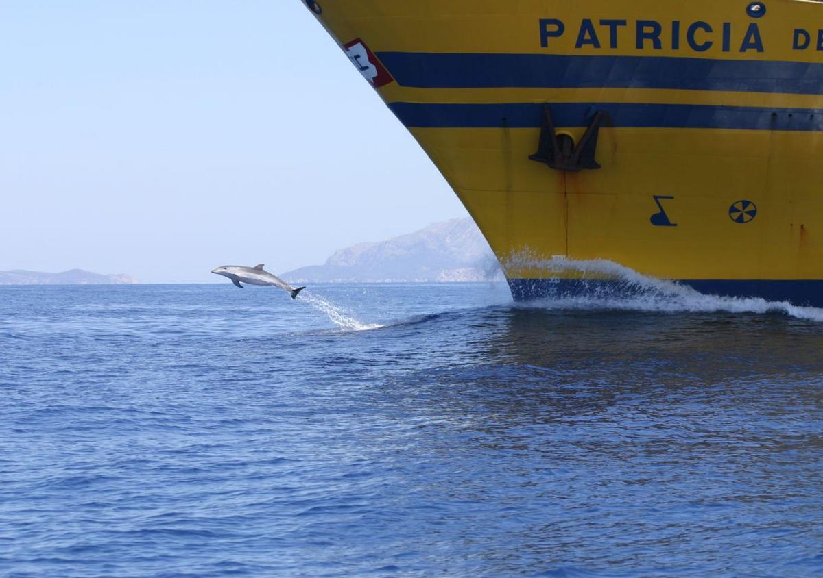 marMás de un centenar de delfines viven en las costas pitiusas | TURSIOPS