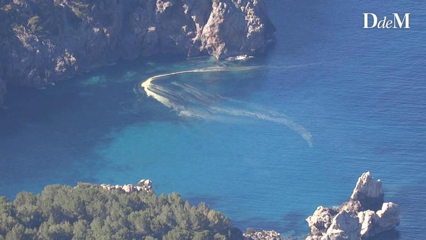 Se presenta alta concentración de polen en Mallorca, especialmente de ciprés