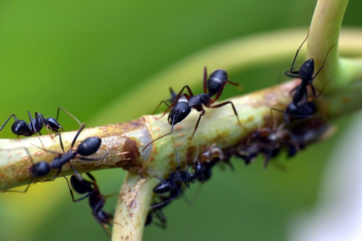 Hormigas en la rama de un árbol.