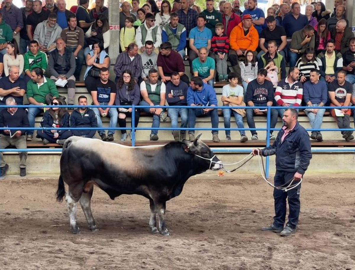 León durante la subasta de sementales.