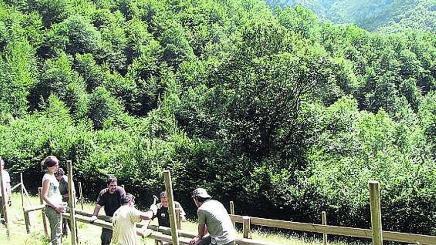 Miembros de FAPAS, construyendo la estación de polinización en el valle de los Arrudos, en Caso.