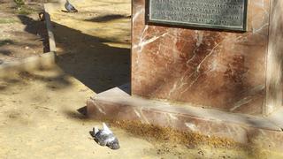 Investigan un virus que está matando a las palomas de Murcia