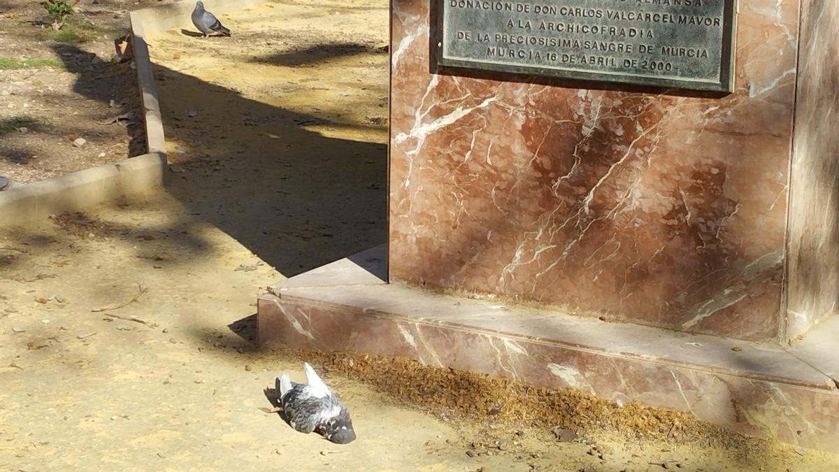 Paloma muerta fotografiada este lunes en un espacio público de la ciudad de Murcia.