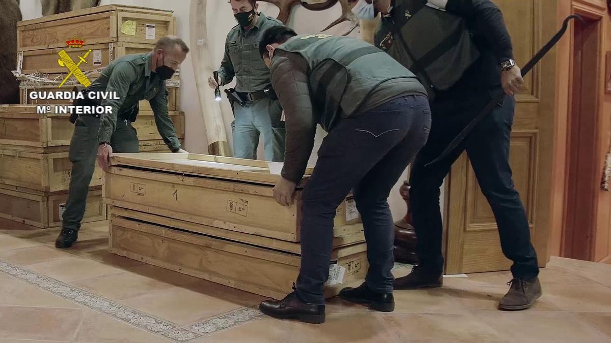 FOTOS | Las imágenes de la colección de animales disecados hallada en Bétera, la más grande de España FOTOS | Las imágenes de la colección de animales disecados hallada en Bétera, la más grande de España