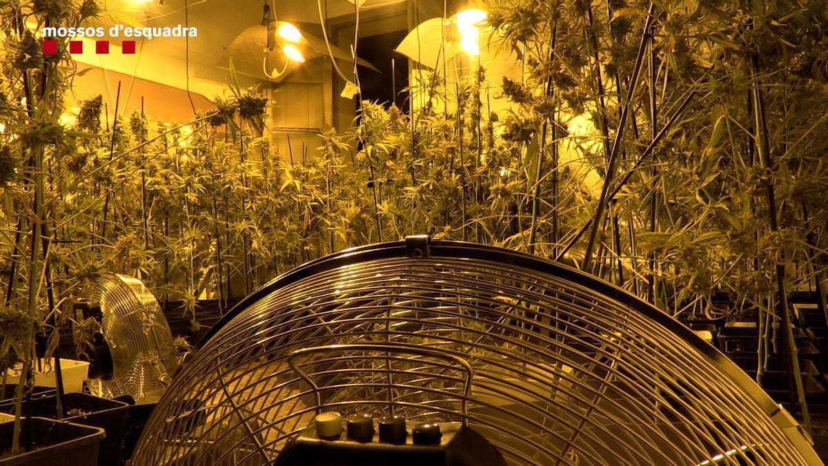 Una plantación de marihuana desmantelada en una imagen de archivo Una plantación de marihuana desmantelada en una imagen de archivo