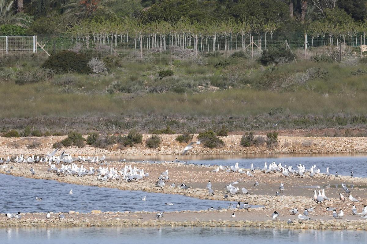 Aves en las salinas de El Pinet en Elche