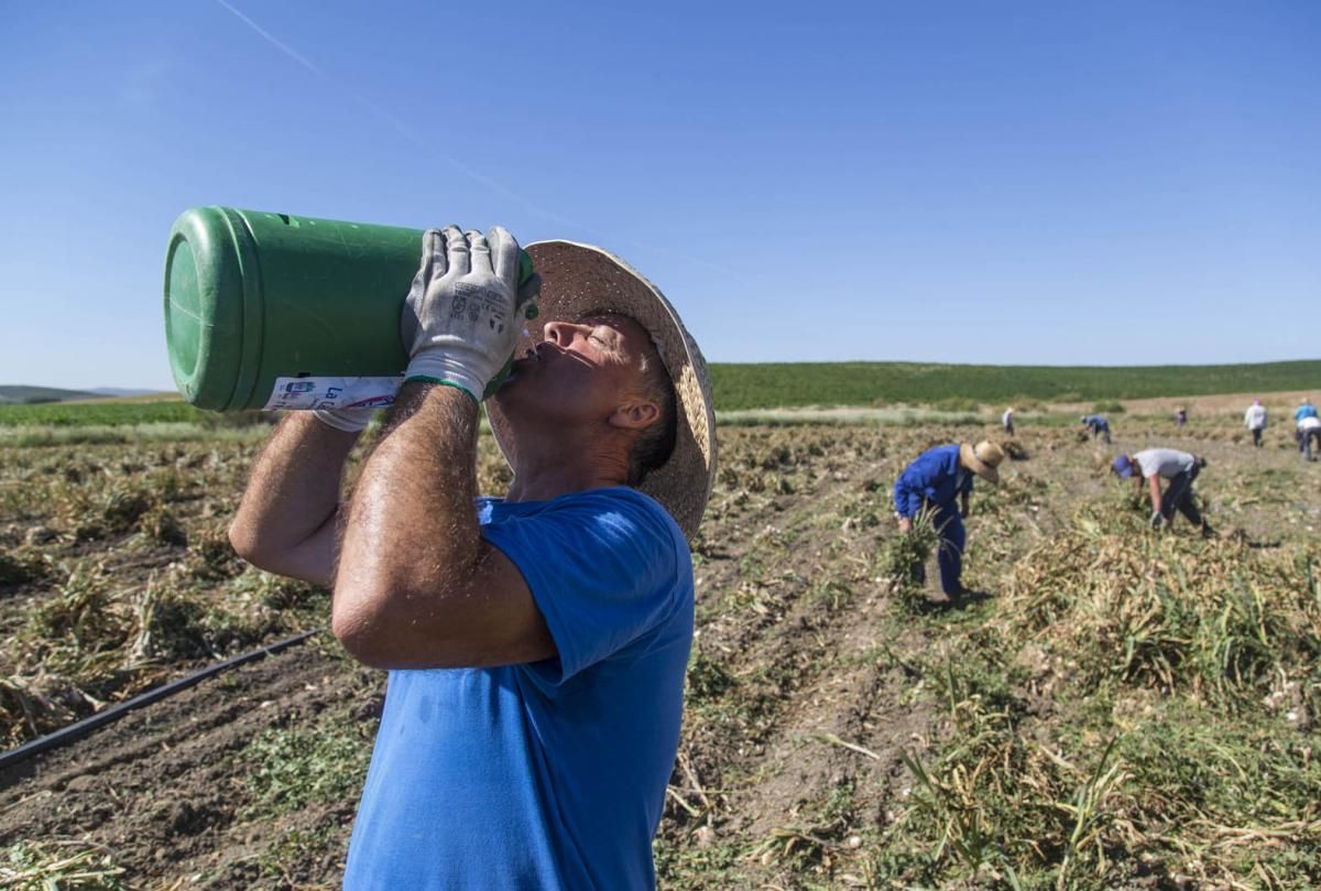 Fotogalería / De la tierra a la mesa; el ajo cordobés