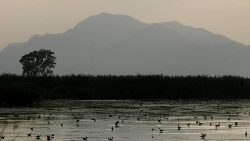 Una zona húmeda del parque natural de El Hondo, que está incluido en el territorio del Grupo de Acción Local del sur de la provincia de Alicante.