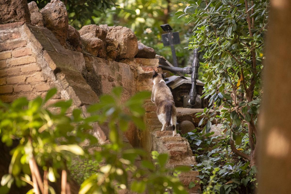 Una gata asustadiza de la colonia felina Universigats se esconde al escucharnos caminar hacia ella. Barcelona, 25 de junio de 2026. Foto: Belén González / EP