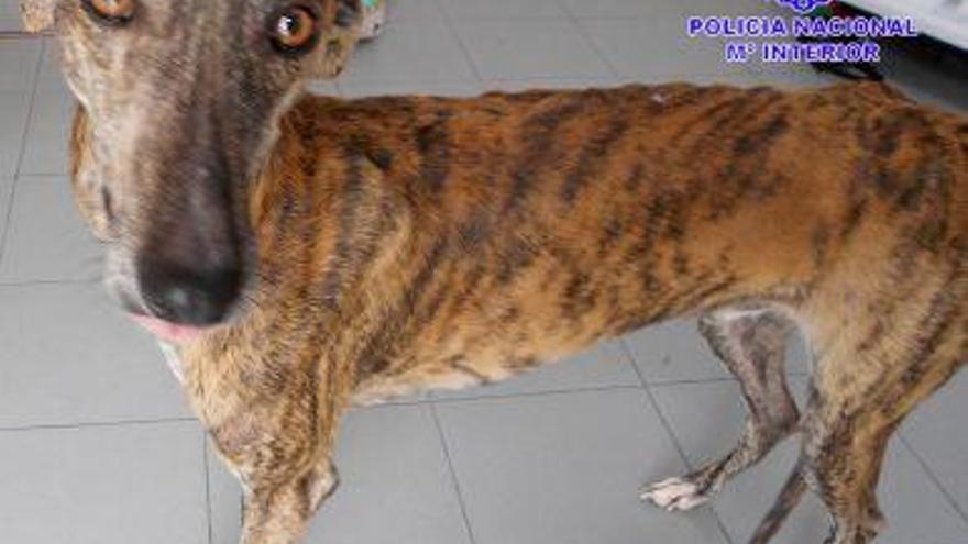 Detenido por maltrato animal en Valladolid el dueño de un galgo desnutrido