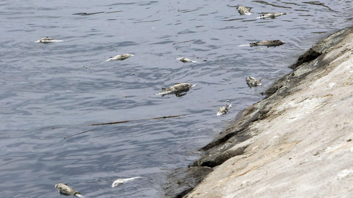 Peces muertos en el viejo cauce del Turia