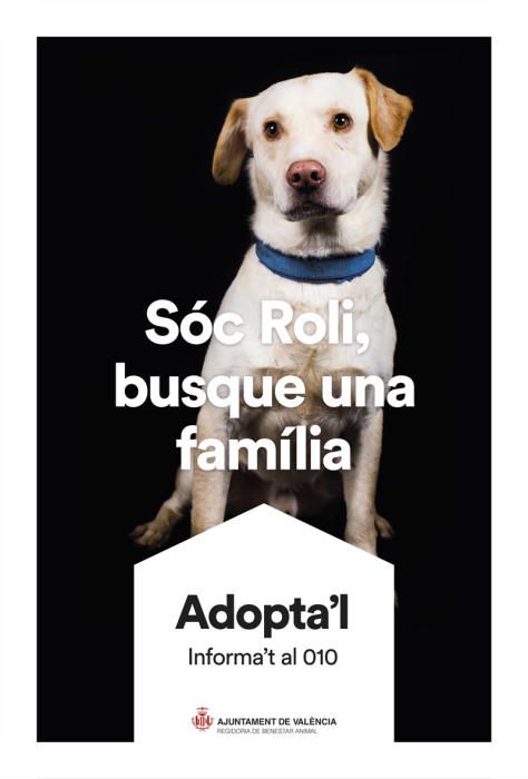 València pone cara y nombre a los perros de Benimàmet que buscan familia de adopción