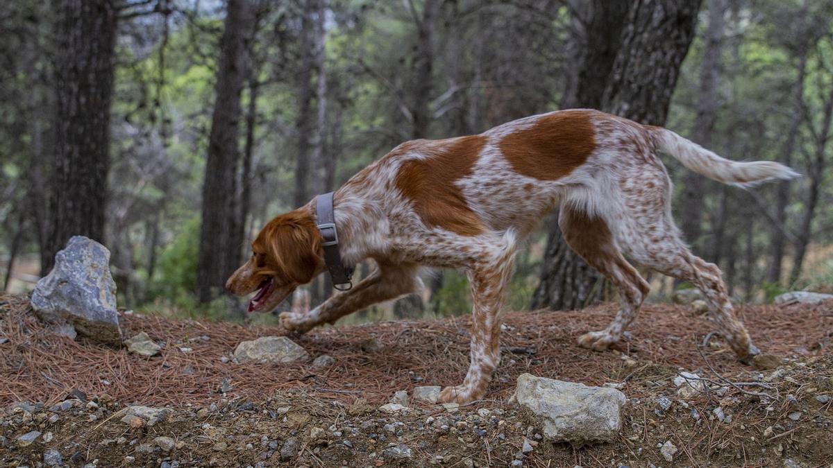 Bretón: una de las razas de perros de caza más demandadas en España como mascotas