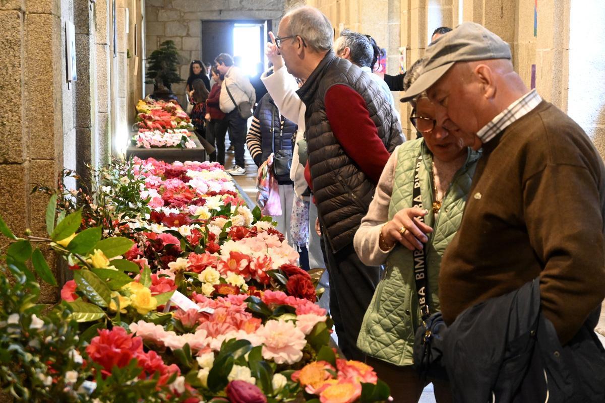 Público na mostra da camelia e do bonsai celebrada en Padrón