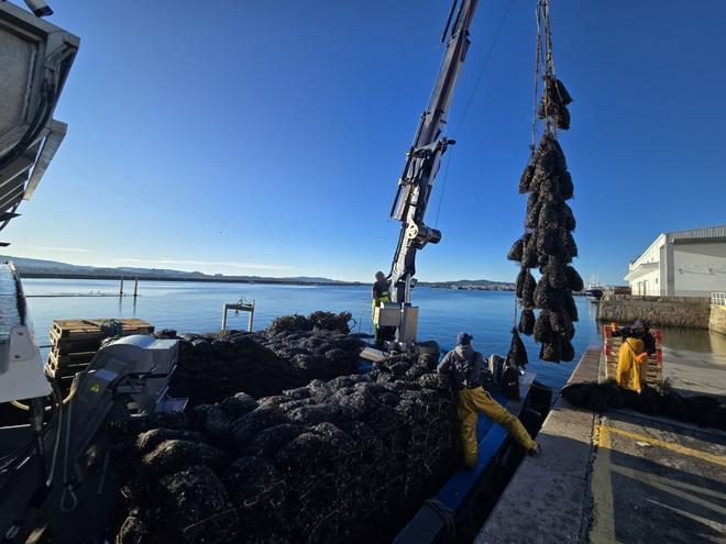 Los bateeiros recuperan el pulso del mejillón a medida que remite el episodio tóxico