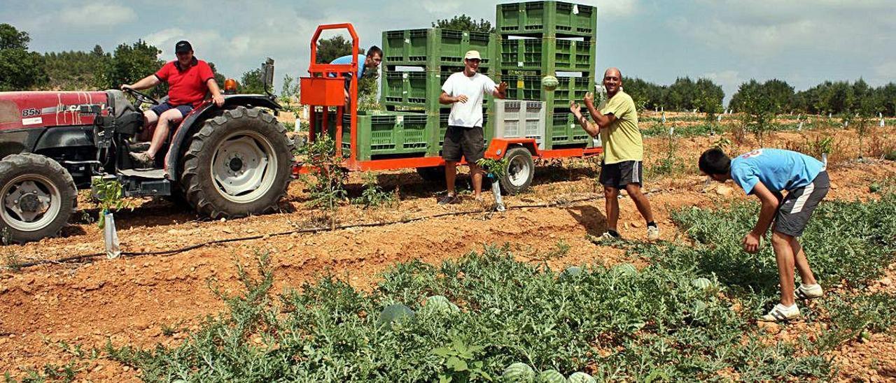 Recolectores de sandías en un campo de l&#039;Horta, en una imagen del verano de 2019.