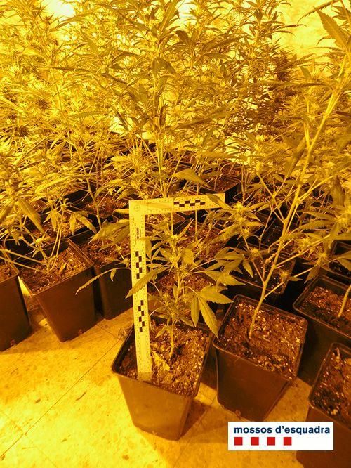 Localitzen 2.271 plantes de marihuana a l''Alt Empordà