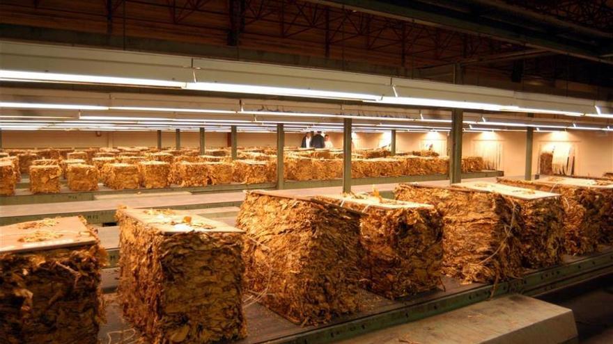 La contratación de tabaco supera las 29.000 toneladas y el 99% procede de Extremadura