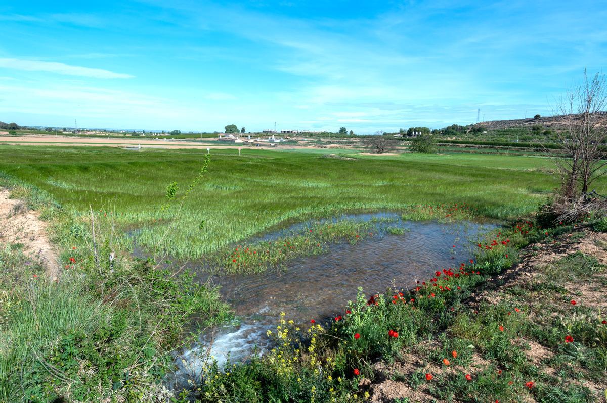 La campaña de riego del Canal dUrgell se cierra por la falta de agua