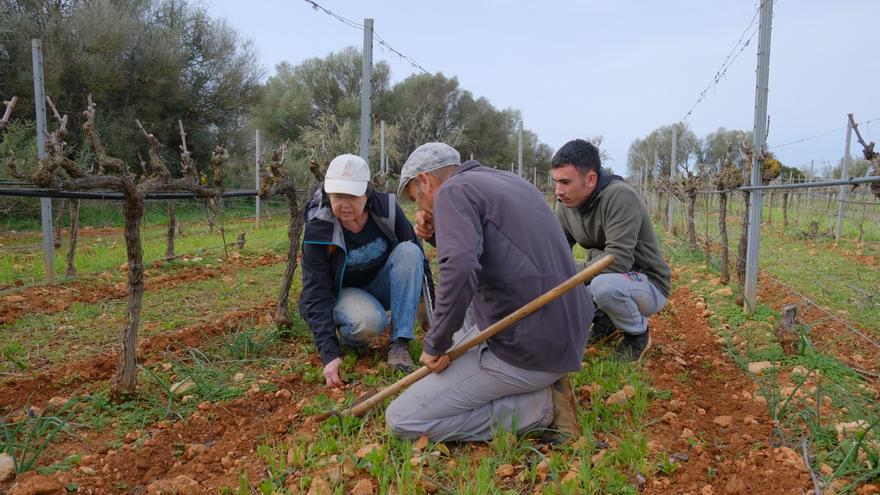FOTOS | La agricultura regenerativa en Mallorca, en imágenes
