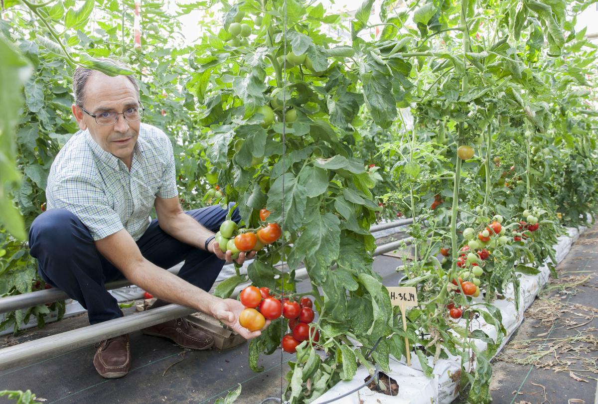 Carlos Baixauli sujeta nuevas variedades de tomates que investiga en la Fundación Cajamar.