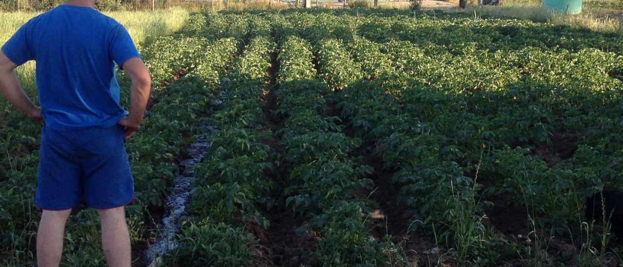 Un agricultor de Lalín, regando una plantación de patatas. | // FDV