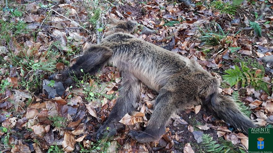 Apaez otru osu muertu n&#039;Asturies: van dos namás nun mes