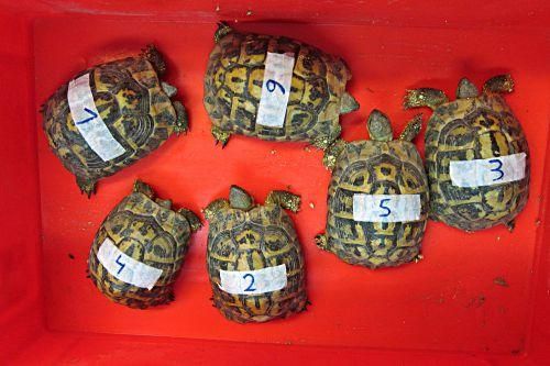Mallorcas Schildkröten