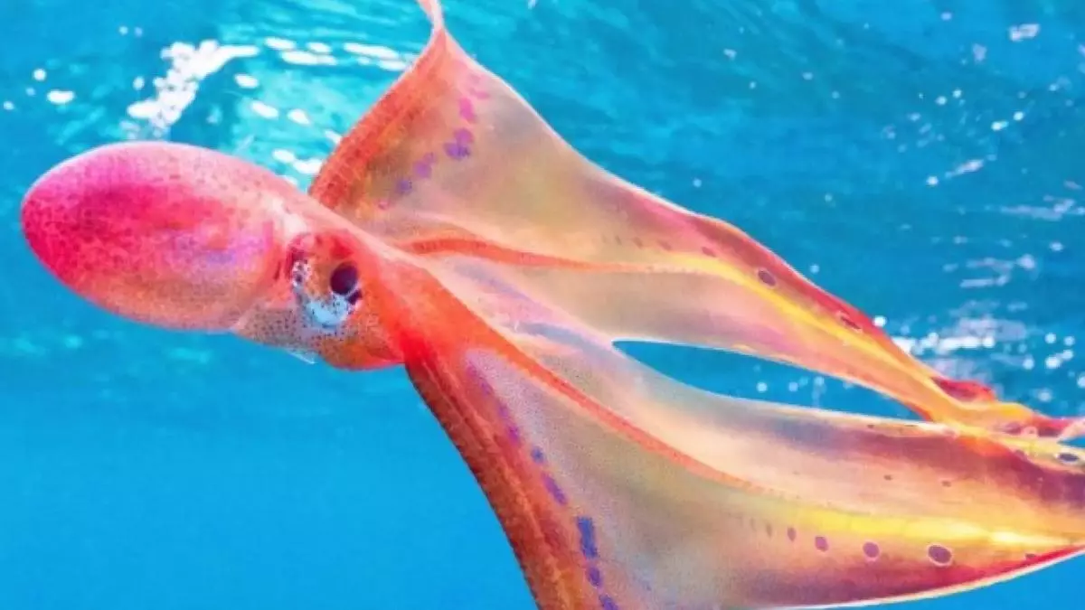 Asombro en el Muelle Deportivo de Las Palmas de Gran Canaria por la inesperada aparición de un pulpo manta