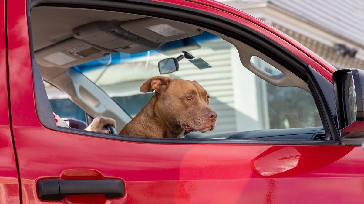 Perro en el coche