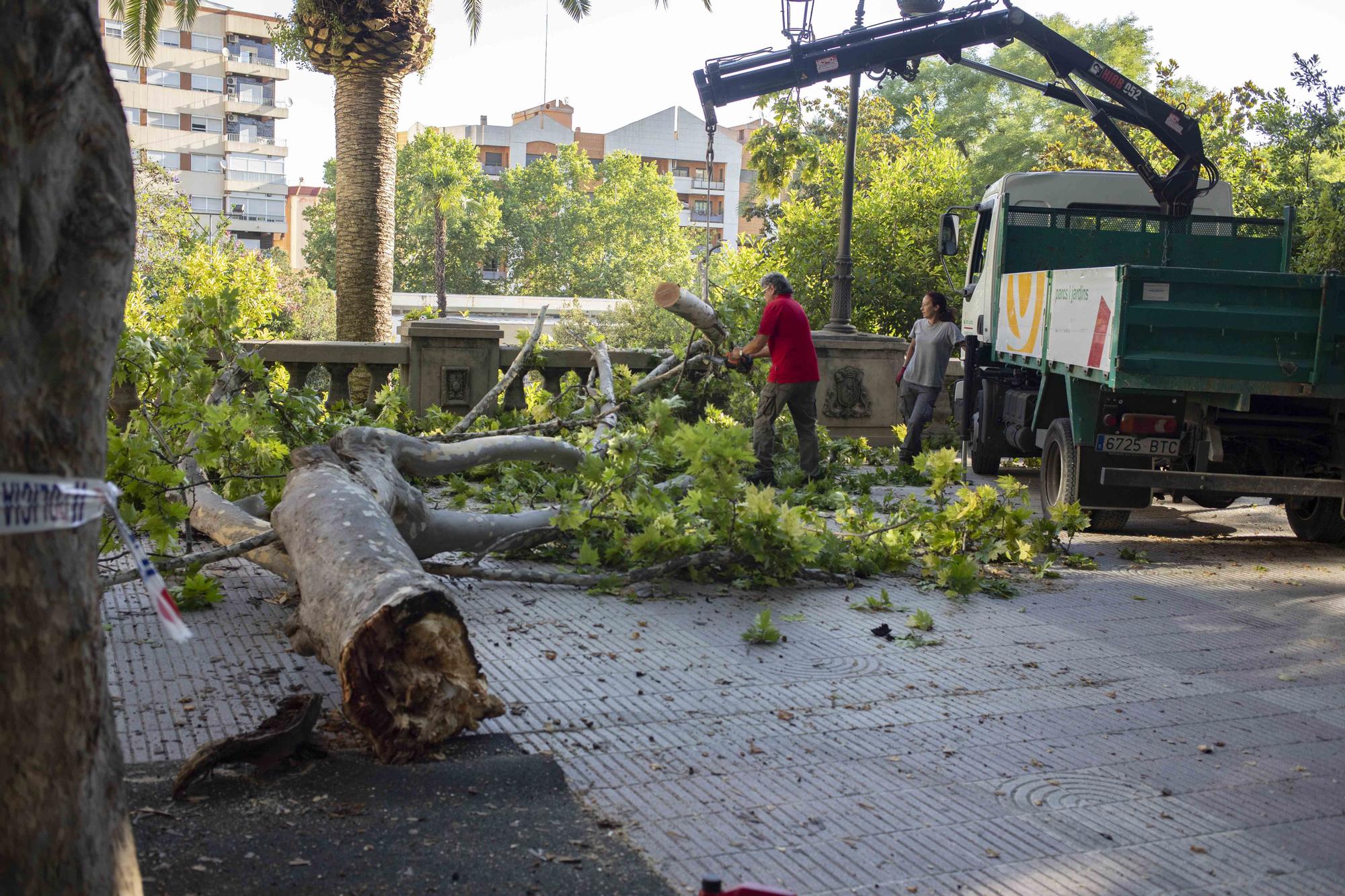 Se desprende una rama de grandes dimensiones de un platanero de l'Albereda de Xàtiva