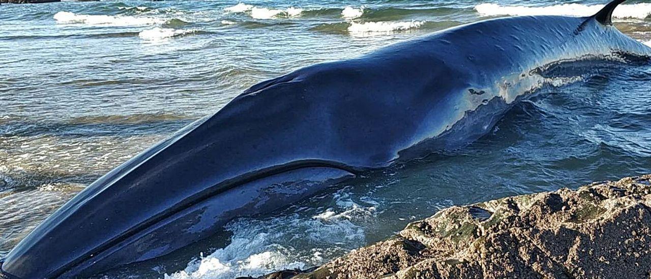 El ejemplar, ayer por la tarde, en la playa de Serantes. A la derecha, un grupo de personas observando el rorcual boreal. | A. M. Serrano