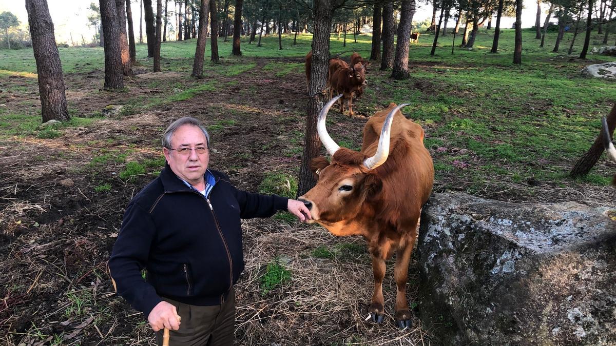 Imagen de archivo de Manuel Castro con una de las vacas.