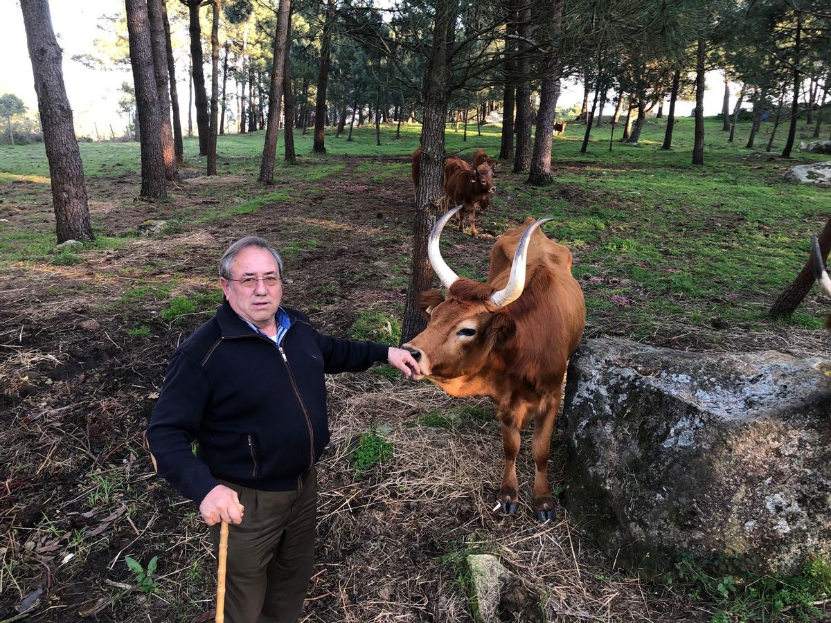 Imagen de archivo de Manuel Castro con una de las vacas.